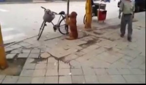 Le chien qui surveille votre vélo dans la rue
