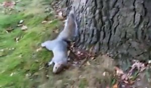 Un écureuil est complètement saoul. WTF!