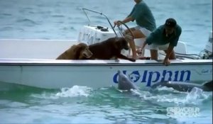 Un dauphin fait des bisous à un chien