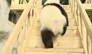 Un toboggan en bois construit pour les Pandas