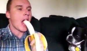 Un homme donne une banane à son chien
