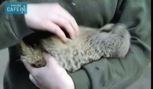 Ce suricate est mort de rire quand on lui fait des chatouilles