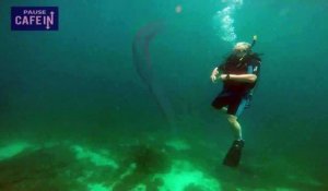 Des plongeurs filment une espèce fluorescente rarissime surnommée licorne des océans