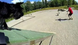Vidéo insolite ! Ils ont mis une GoPro sur un chien pendant son parcours d'agilité