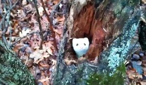 Cette adorable hermine joue à cache-cache dans un tron d'arbre !