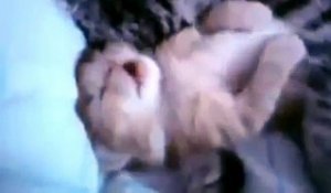 Adorable : Une chatte se met contre son bébé qui fait un mauvais rêve !