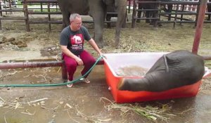Un éléphanteau s'amuse pendant son bain