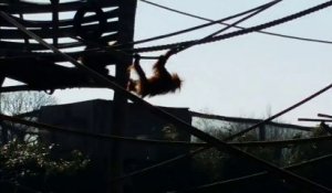 L'orang outang du zoo d'Amnéville