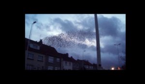 Calais : nuée d'oiseaux près du centre Gérard-Philipe