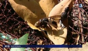 Le frelon asiatique, fléau de l'apiculture