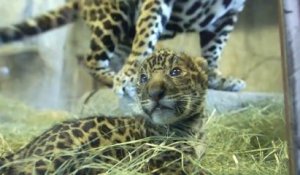 Les premiers pas d'un bébé jaguar