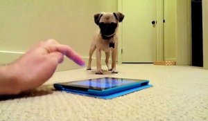 Un bébé chien joue avec une appli iPad qui fait des pets!