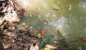 Attaque d'Anaconda dans une rivière