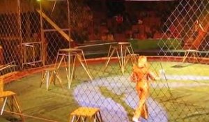 Panique Totale lors d'un Spectacle de Lions dans un Cirque