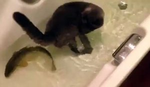 Incroyable mais vrai... Un chat ami avec un poisson