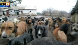 450 chiens à l’abri du besoin grâce à un chômeur en Serbie