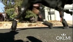 Un rottweiler amputé des 4 pattes remarche grâce à des prothèses !