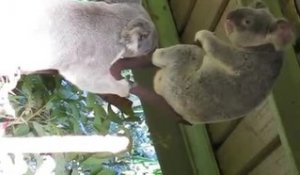 Avez-vous déjà vu des koalas se battre ?
