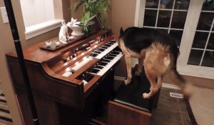 Un berger allemand qui joue du piano... La classe!