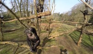 Ce chimpanzé détruit un drône