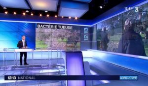 Xylella fastidiosa : la bactérie qui menace l'Europe