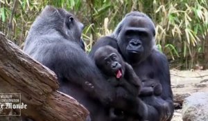 Première apparition pour deux bébés gorilles au zoo au Bronx