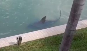 Un requin nage très pret d'un jardin privé! Flippant....