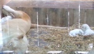 Les lionceaux blancs du zoo d'Amnéville