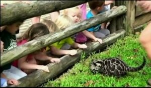 Un bébé panthère nébuleuse présenté au public au zoo de Tampa, en Floride
