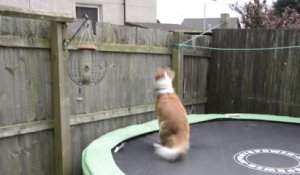 Ce chien saute en trampoline pour retrouver son maître au taf !