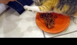 Un chaton ne veut pas partager sa nourriture