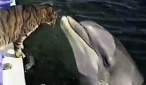 Un dauphin joue avec son pote le chat...