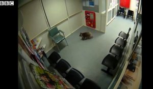Un koala visite un hôpital australien