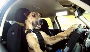 Un chien conduit une MINI cooper!