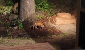 Deux adorables renardeaux jouent avec une balle de tennis