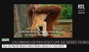 Un orang-outan donne le biberon à des bébés tigres