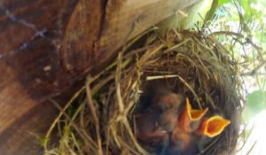 GoPro au dessus d'un nid d'oiseaux : moments magiques capturés