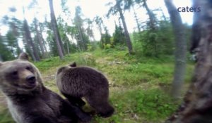 Un photographe prend tous les risques pour filmer des ours bruns