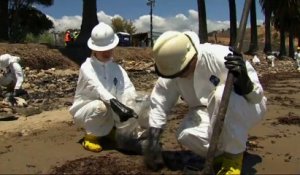 Etat d'urgence sur les plages de Californie après la fuite d'un oléoduc