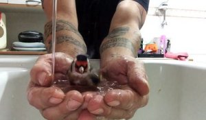 Un oiseau prend un bain dans les mains d'un homme