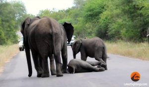 Un troupeau sauve un éléphanteau tombé sur la chaussée