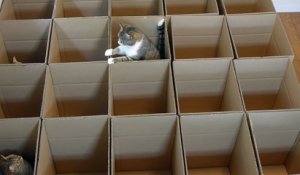 Adorable : ces chats s'amusent dans un labyrinthe de cartons