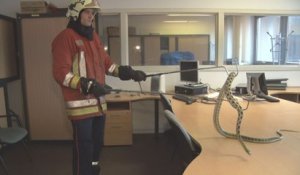 Les pompiers de Bruxelles développent leur capacité de secours animalier
