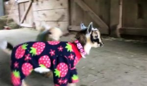 Des chevreaux en pyjama