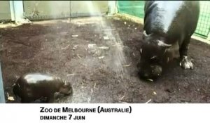 Un bébé hippopotame pygmée fait ses premiers pas au zoo de Melbourne