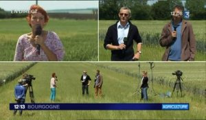 Semaine de la coopération agricole à Carisey : Direct 12/13 France 3 Bourgogne