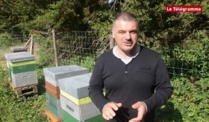 Apiculture. Cinq ruches pour produire le "Miel de Vannes"