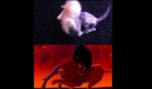 Le Roi Lion Raconte Avec Des Petits Chats Trop Mignon Sur Orange Videos
