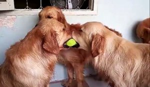 Deux chiens se battent pour la même balle
