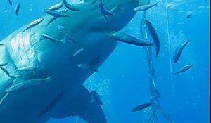 Deep Blue l'un des plus grands requins blancs